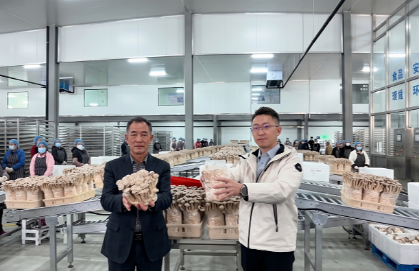きのこの工場 1