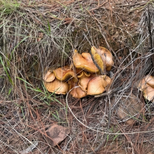 野生のキノコ収穫地域