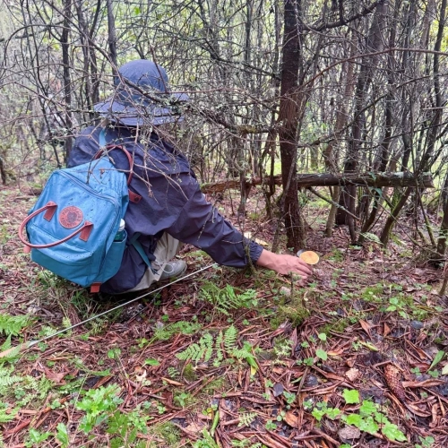 野生のキノコ収穫地域2