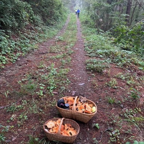 野生のキノコ収穫地域5